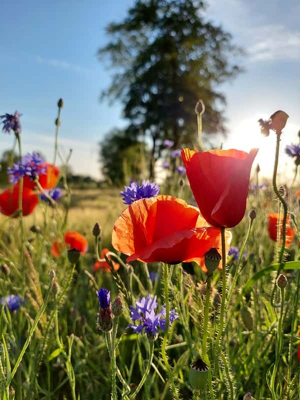 Plik obrazu: zdjecie_4.jpg